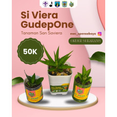 Si Viera || Tanaman Anti Pollutan