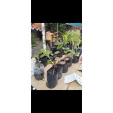 Gudep wirausaha - Bibit tanaman binahong 