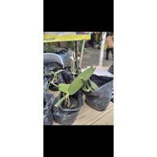 Gudep wirausaha - Bibit tanaman Vanili 