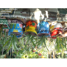 Gudep Wirausaha - Tanaman Hias