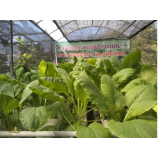 SAYUR HIDROPONIK