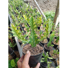 Euphorbia Mayurthanii Variegata